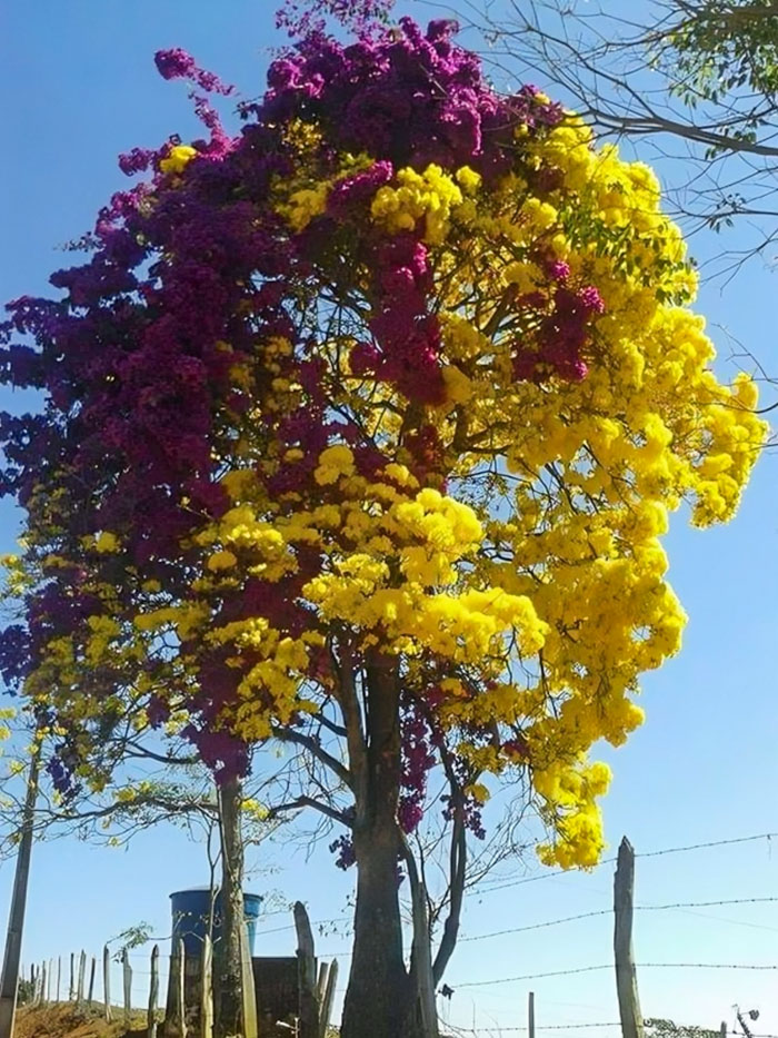 Two Very Extreme Colors On This Tree