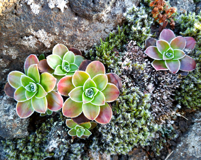 Geometrical Blooming Is Growing In The Rocky Mountain Moss In Iceland