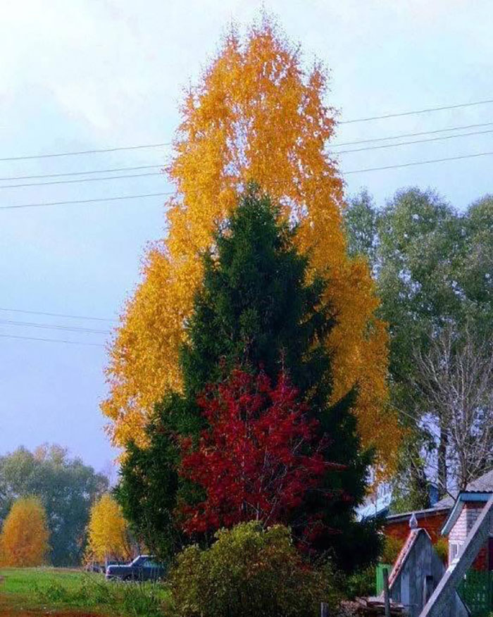 The Way These Three Trees Line Up