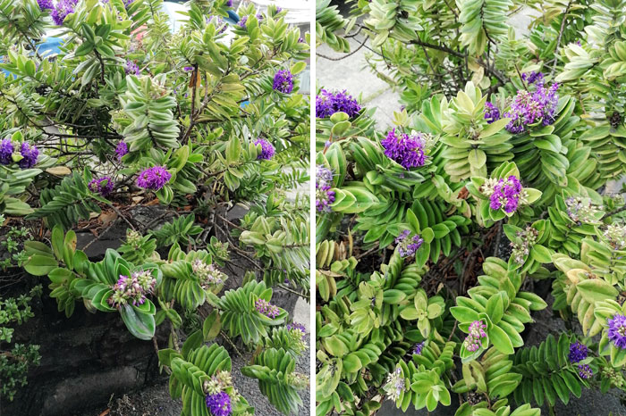 This Oddly Satisfying Plant In Minehead, UK