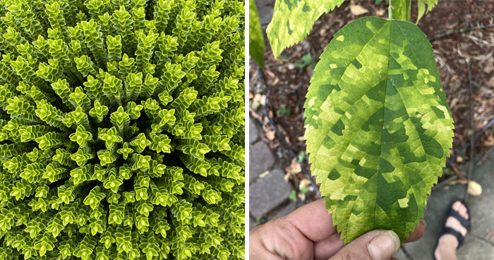 50 Fascinating Plants That Are Hard To Believe Are Real (New Pics)