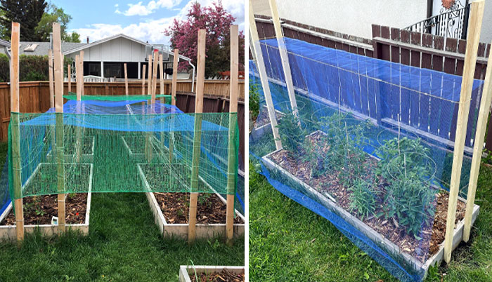 I Keep Hail/Shade Fabric Over My Tomatoes All Season. Even Small Hail Can Devastate The Leaves Of A Young Tomato Plant