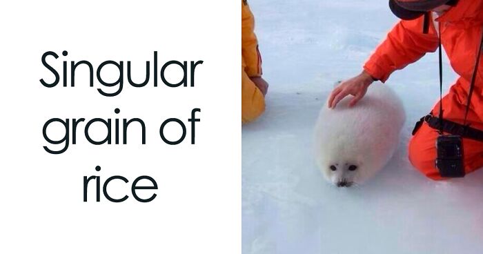 75 Funny And Adorable Animal Pics That Explain Exactly Why “Pets Rule The Universe”