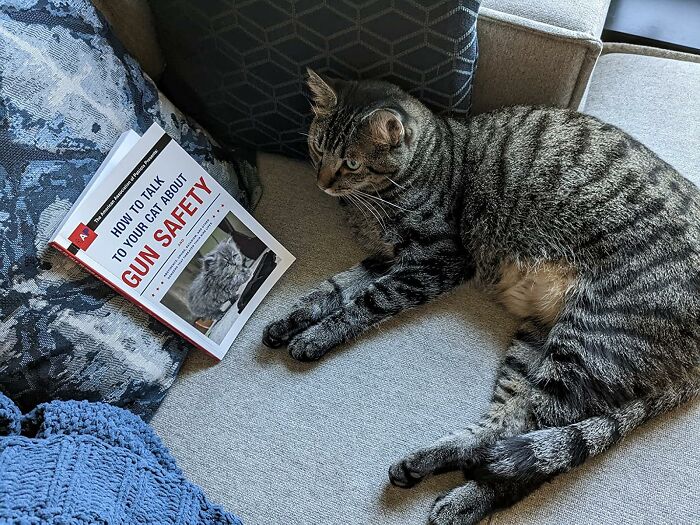 If You Are A Repsonsible Paw-Rent, You Will Concider Getting This "How To Talk To Your Cat About Gun Safety" Book To Educate Your Felines