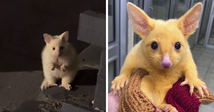 Guy Goes Viral After Sharing His Encounter With An Unusual Golden-Furred Possum