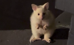 Guy Goes Viral After Sharing His Encounter With An Unusual Golden-Furred Possum