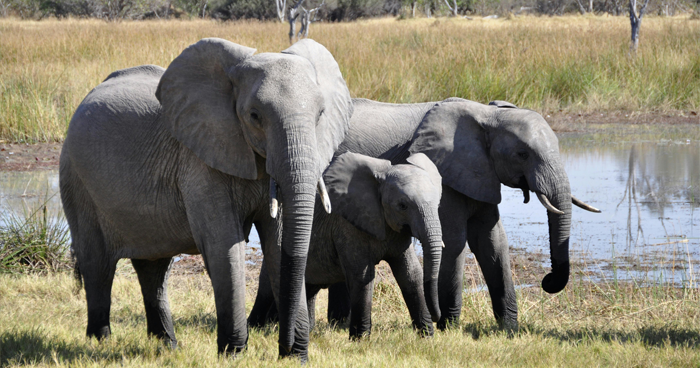 Scientists Say Elephants May Have Their Own ‘Names’ For Each Other, And Netizens Are Very Intrigued