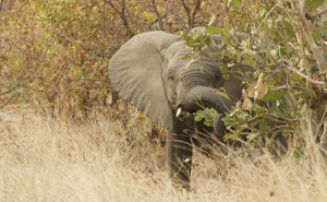 Scientists Say Elephants May Have Their Own ‘Names’ For Each Other, And Netizens Are Very Intrigued