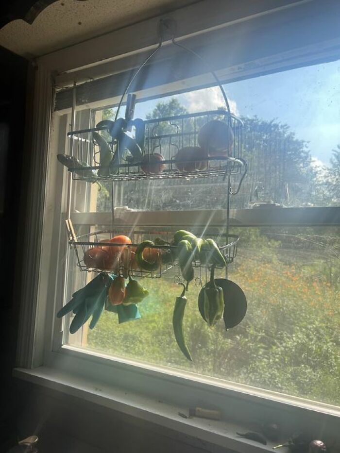 I Use An Old Shower Shelf Above The Kitchen Sink To Ripen My Veggies. I Am Pretty Proud Of It, Even If It Is A Little High For Me