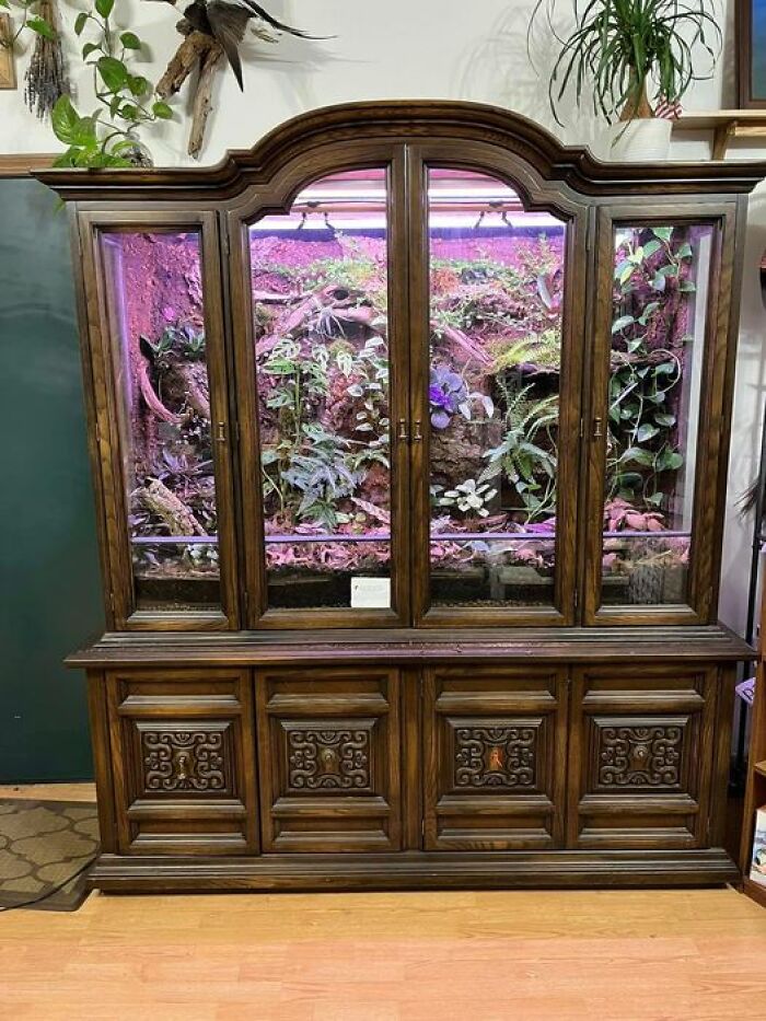 Turned This Old China Cabinet Into A Poison Dart Frog Habitat