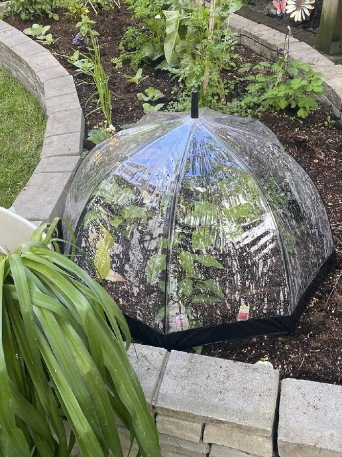 Re-Purposed This Clear Plastic Umbrella Into A Mini Greenhouse To Protect The Vegetable Plants From Rabbits