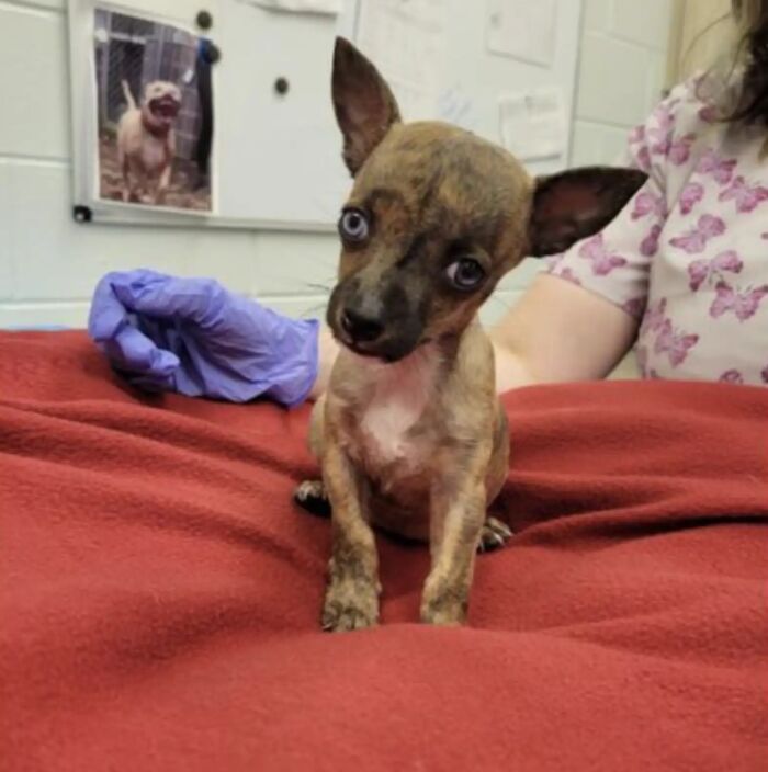 Pup With A Rare And Dangerous Condition Gets A Custom 3D Printed Helmet To Protect Him