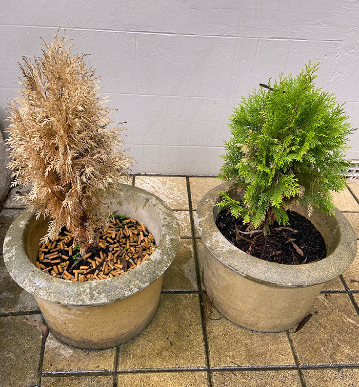 The Same Type Of Trees, Except One, Has Cigarette Butts As Mulch