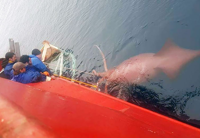 Barco de pesca en la Antártida