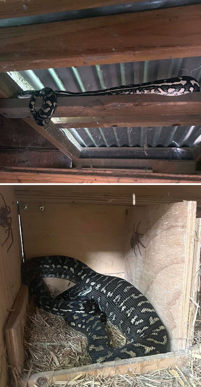 We Initially Thought There Was Only 1 Snake, I Get 2 Minutes Away After Leaving, We Received Another Call That There’s Another Carpet Python In A Different Section Of The Chicken Coop