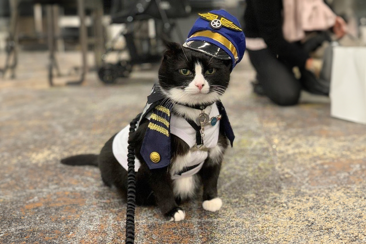 From Being Adopted To Wearing The Pilot Uniform – Cat Duke Ellington Is Melting Hearts Online