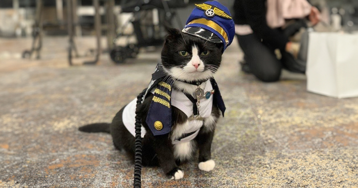 Meet Duke Ellington – A Therapy Cat Who Helps With Anxiety In San Francisco International Airport