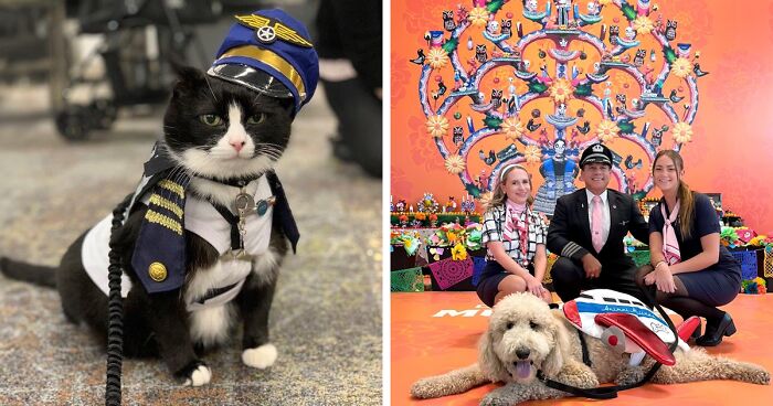 Meet Duke Ellington - A Therapy Cat Who Helps With Anxiety In San Francisco International Airport