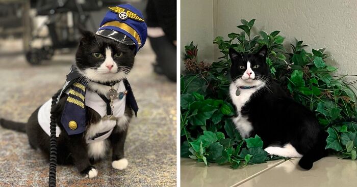 14 Y.O. Duke Has Been Certified As A Therapy Cat For 10 Years And Is Now Helping At The Airport