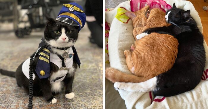 Meet Duke Ellington - A Therapy Cat Who Helps With Anxiety In San Francisco International Airport