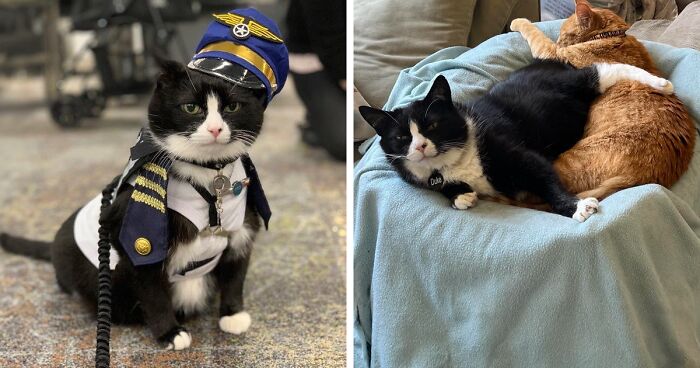 Meet Duke Ellington - A Therapy Cat Who Helps With Anxiety In San Francisco International Airport