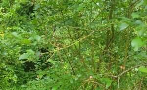 Woman Heartbroken After Chat With Neighbors Leads Them To Destroy Her Blueberry Harvest