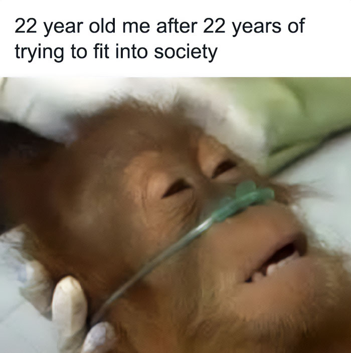 A baby orangutan lying down with a relaxed and somewhat exhausted expression, wearing an oxygen tube. The text above the image reads, "22 year old me after 22 years of trying to fit into society."