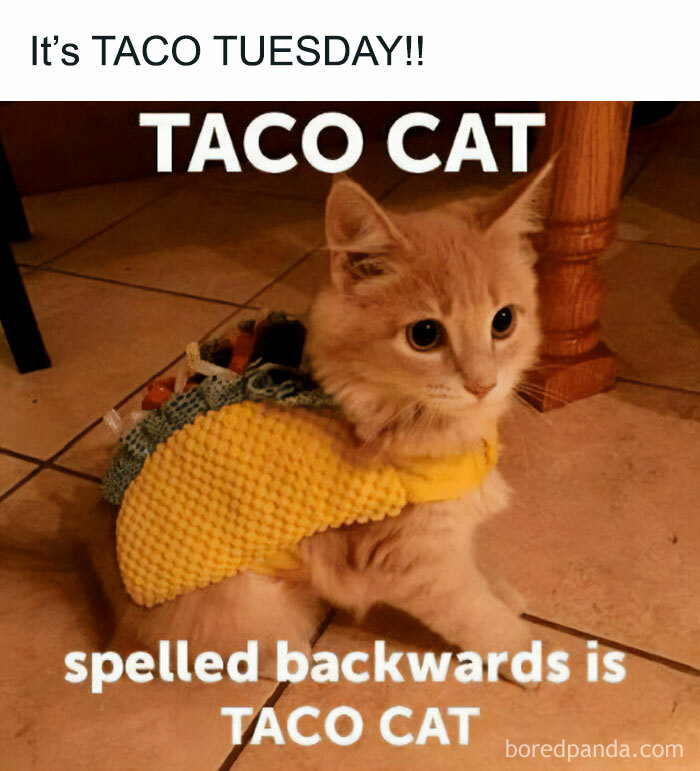 A little orange cat in the Taco costume during the Taco Tuesday. 