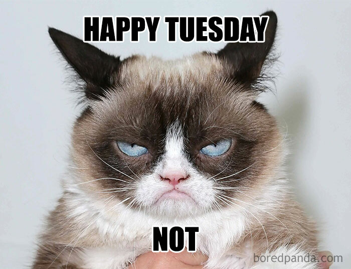 Grumpy Cat isn't happy because it is Tuesday.