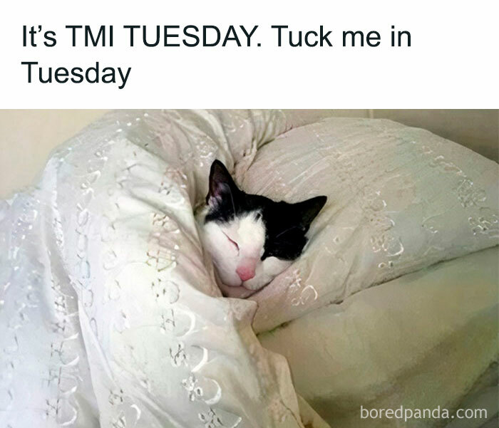 Tuesday meme with a sleeping cat in the bed.
