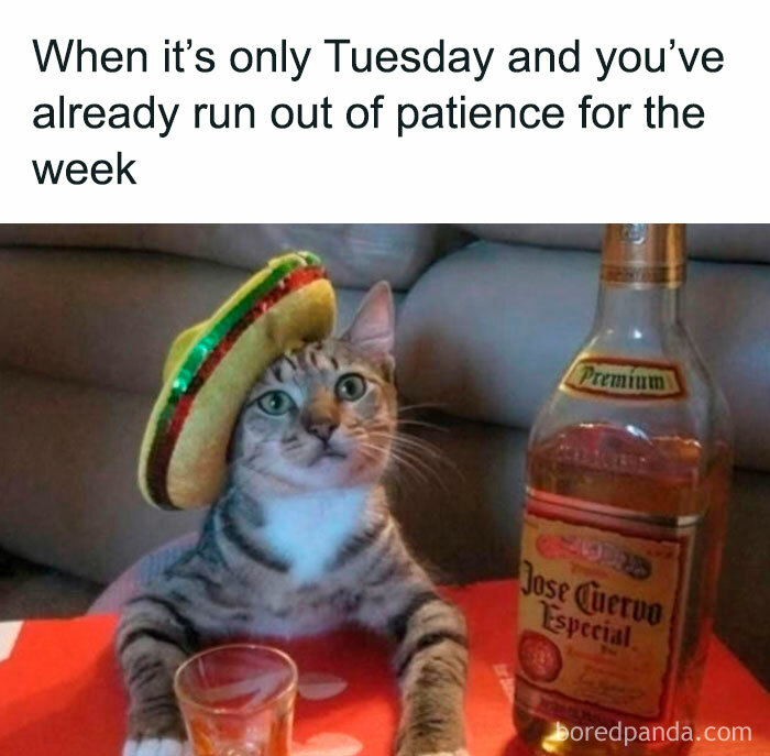 Tuesday meme with a cat drinking tequila