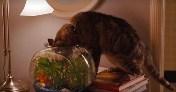 Importance Of Cats In Movies: 41 Confirmed Cases By This Account (New Pics)