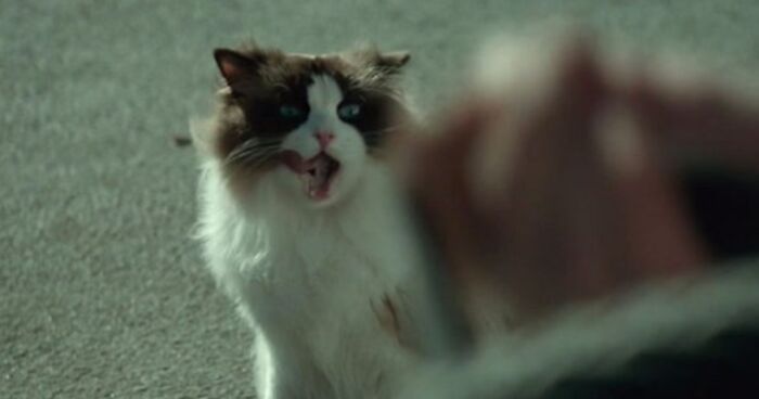 30 Times Cats Were Spotted In A Movie, Uncovered By This Account (New Pics)