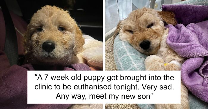 Story Of Seven-Week-Old Puppy Brought In To Be Put To Sleep Has Happy Ending Thanks To Vet