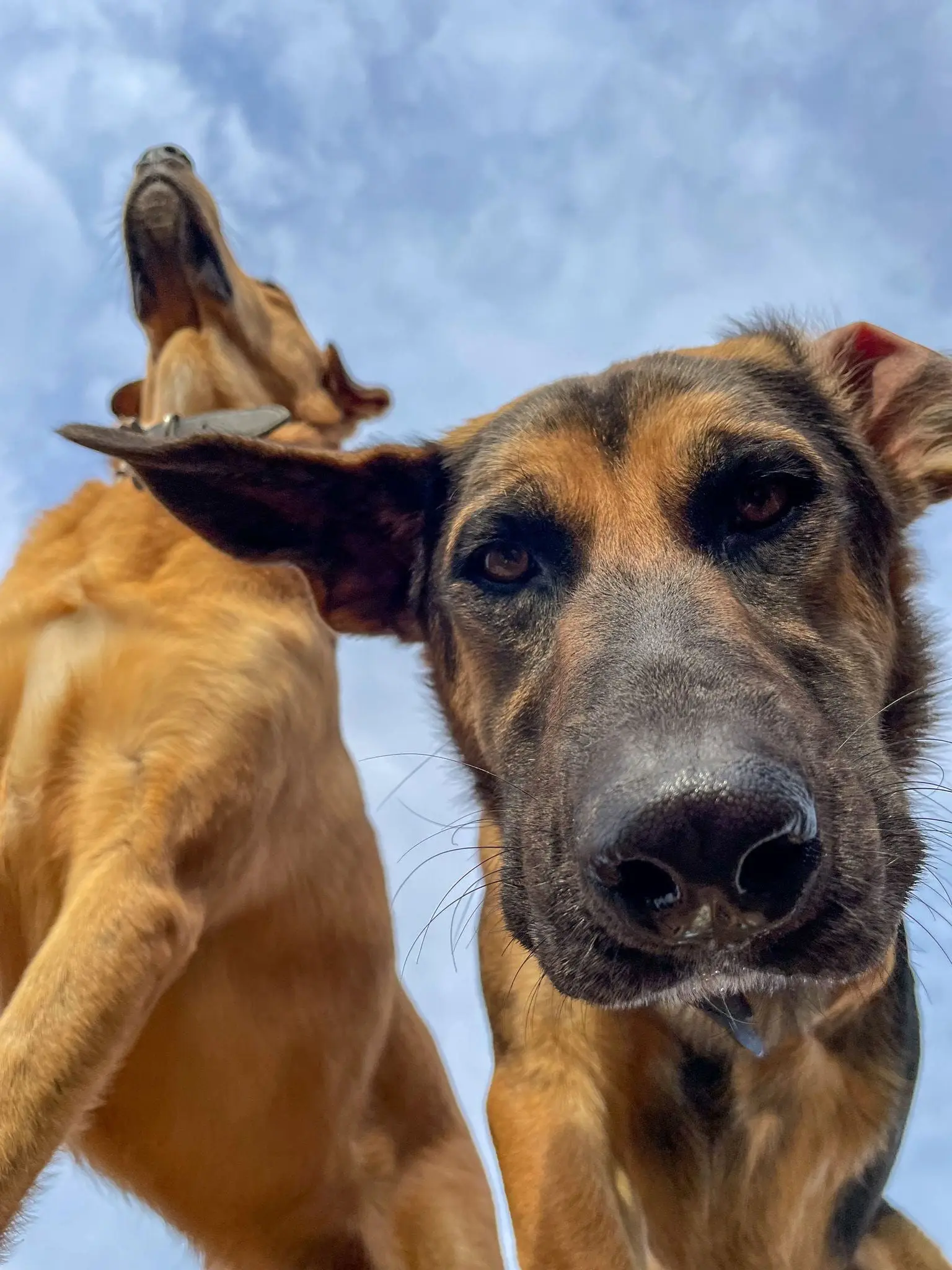 Family Went To Adopt One Dog, Found Out He Has A Best Friend, Decides To Adopt Both