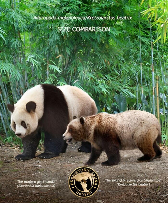 The Modern Giant Panda (Ailuropoda Melanoleuca) And The Extinct Kretzoiarctos (Agriarctos) (Kretzoiarctos Beatrix)