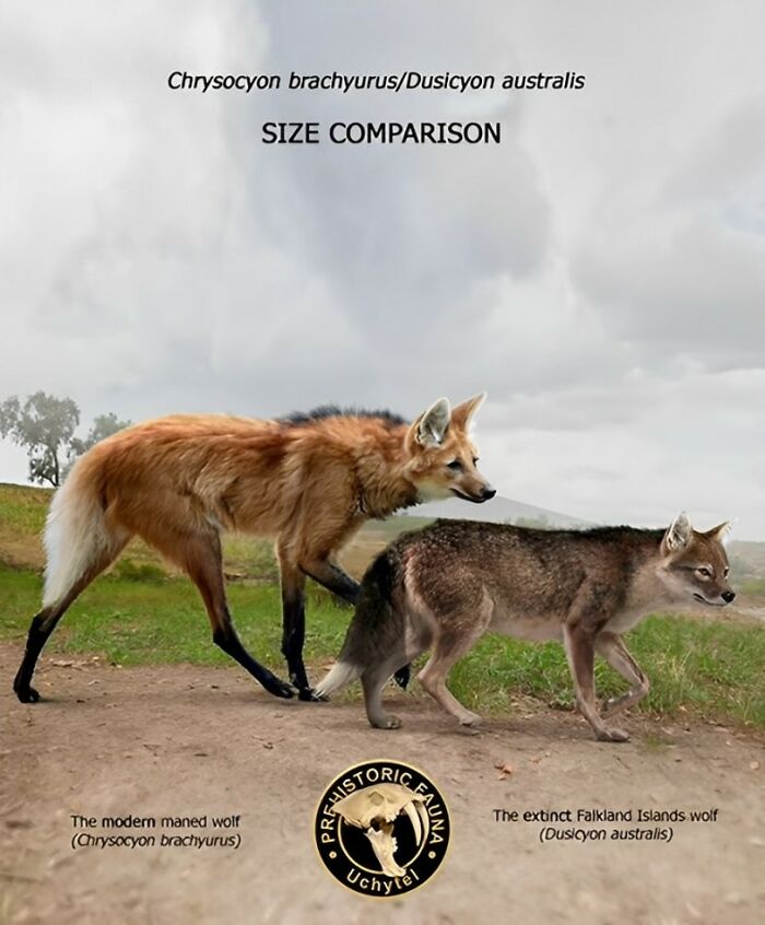 The Modern Maned Wolf (Chrysocyon Brachyurus) And The Extinct Falkland Islands Wolf (Dusicyon Australis)