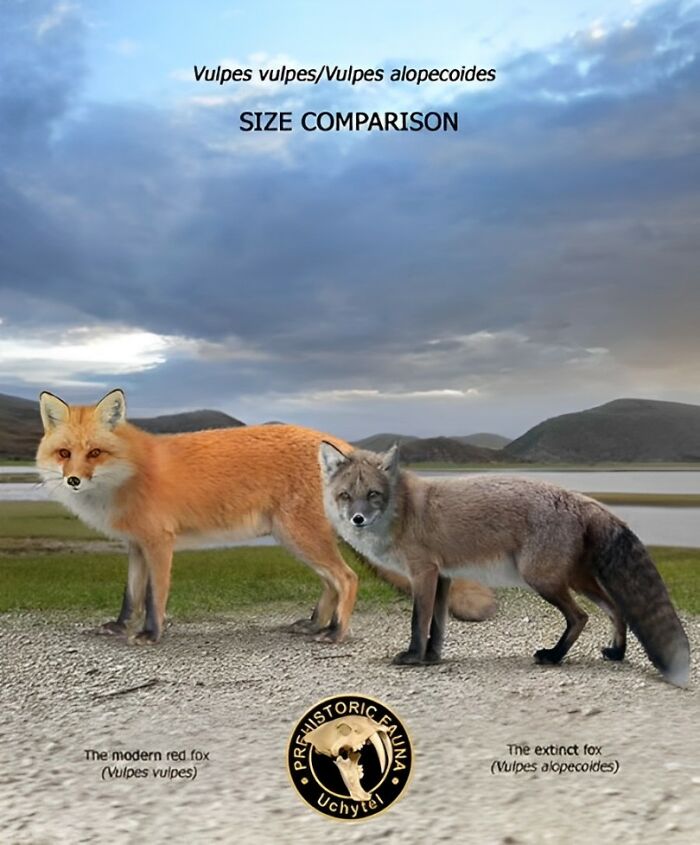 The Modern Red Fox (Vulpes Vulpes) And The Extinct Fox (Vulpes Alopecoides)