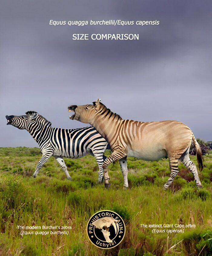 The Modern Burchell's Zebra (Equus Quagga Burchellii) And The Extinct Giant Cape Zebra (Equus Capensis)