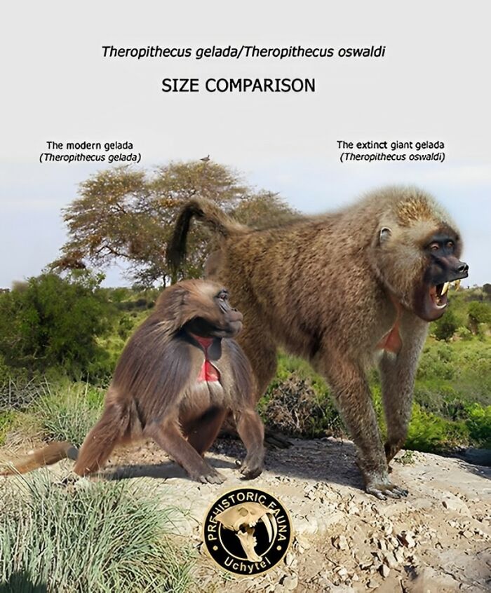 The Modern Gelada (Theropithecus Gelada) And The Extinct Giant Gelada (Theropithecus Oswaldi)