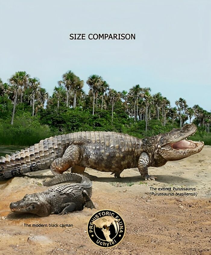 The Modern Black Caiman (Melanosuchus Niger) And The Extinct Purussaurus (Purussaurus Brasiliensis)