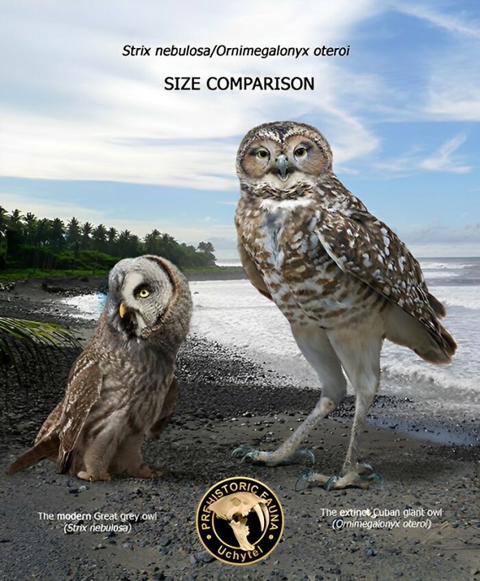 The Modern Great Grey Owl (Strix Nebulosa) And The Extinct Cuban Giant Owl (Ornimegalonyx Oteroi)