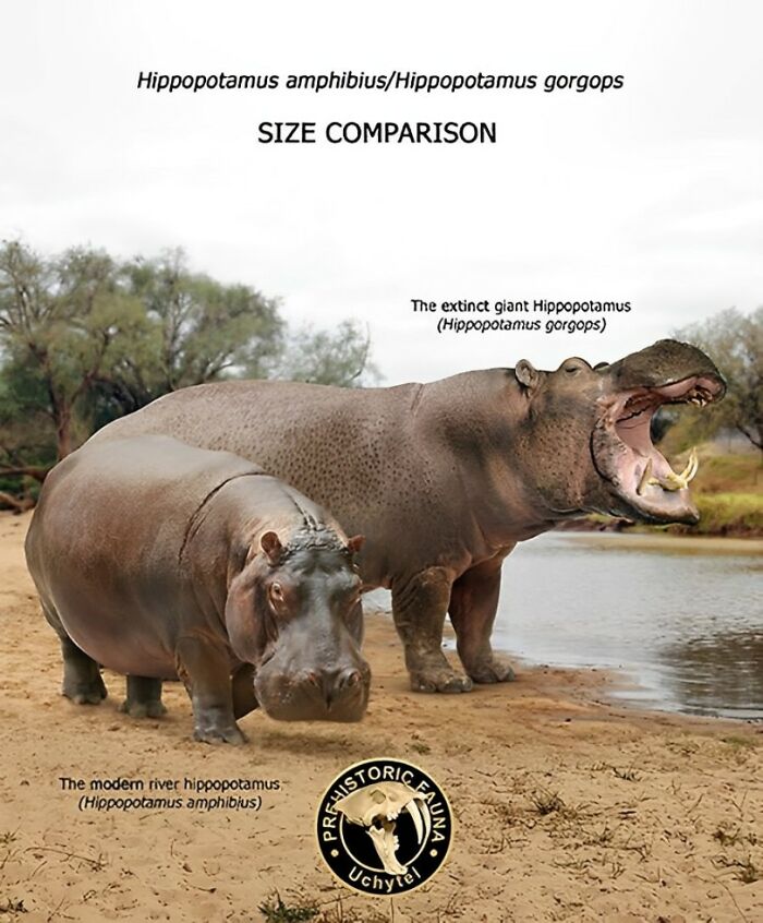 The Modern River Hippopotamus (Hippopotamus Amphibius) And The Extinct Giant Hippopotamus (Hippopotamus Gorgops)