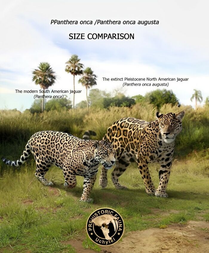 The Extinct Pleistocene North American Jaguar (Panthera Onca Augusta) And The Modern South American Jaguar (Panthera Onca)