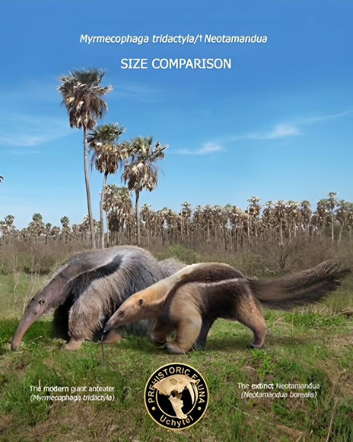 The Modern Giant Anteater (Myrmecophaga Tridactyla) And The Extinct Neotamandua (Neotamandua Borealis)