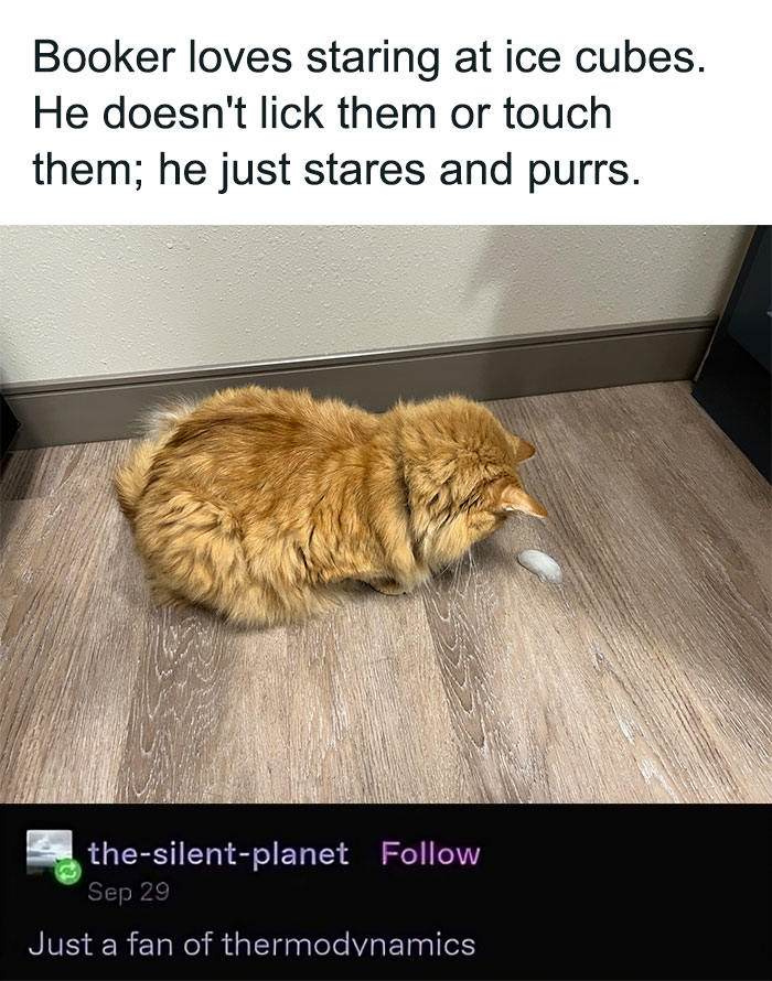 Cabbage-Cat-Memes