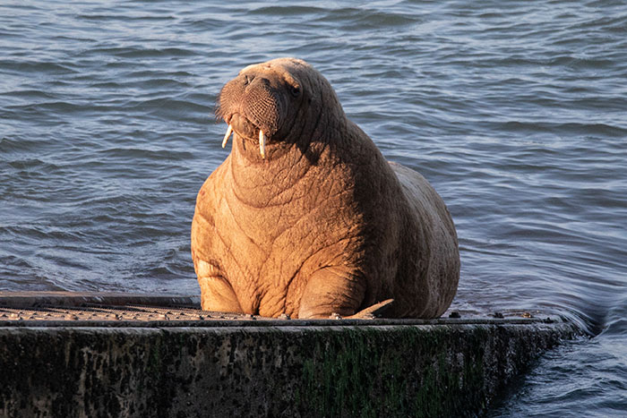 Netizens Can’t Get Enough Of This Walrus Who Was Given His Own Raft So He Would Stop Sinking Boats