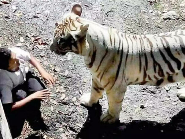 The Last Moments Of A Man Who Jumped In A Tiger Enclosure, 2014