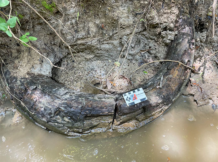 Man Goes Viral Online After His Exploration Walk Turns Into A Massive Mammoth Tusk Discovery