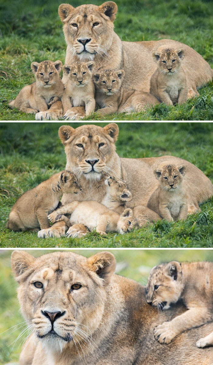 We Just Announced The Birth Of 4 New Asian Lion Cubs To Mother Gira And Father Shanto. These Adorable Four Were Born 8 Weeks Ago